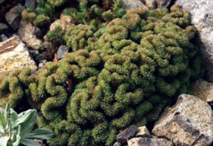 Sedum reflexum cristatum